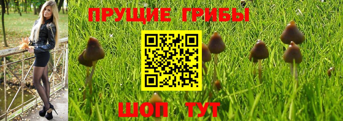 Галлюциногенные грибы GOLDEN TEACHER  Вход с VPN  Холмск  Псилоцибиновые грибы Psilocybe 